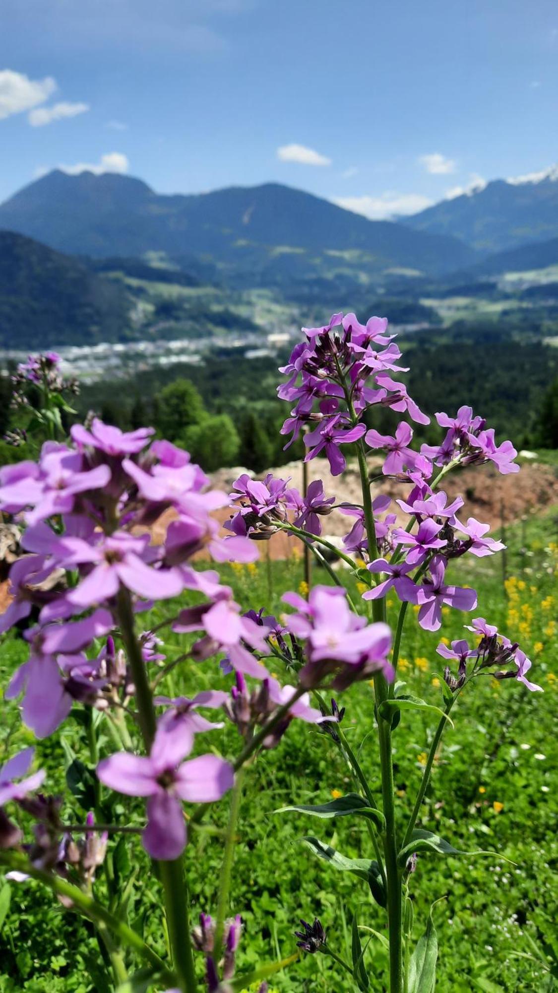 Haus Gmahblick Ferienwonungen Hotel Alpbach Eksteriør billede